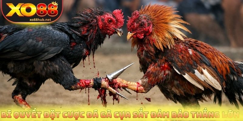 Đá Gà Cựa Sắt Xo88 - Nơi Hội Tụ Những Trận Đấu Đỉnh Cao 3 Bí quyết đặt cược đá gà cựa sắt đảm bảo thắng lớn