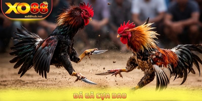 Đá Gà Cựa Dao Trực Tiếp Với Những Trận Đấu Nảy Lửa 1 Đá Gà Cựa Dao