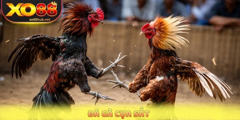 Đá Gà Cựa Sắt Xo88 - Nơi Hội Tụ Những Trận Đấu Đỉnh Cao 1 Đá Gà Cựa Sắt