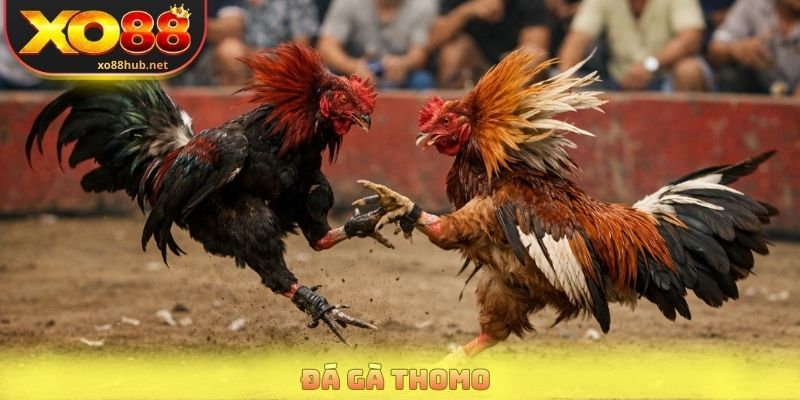 Đá Gà Tho Mo - Quy Định Thi Đấu Và Cách Đọc Kèo Chuẩn Xác 1 Đá Gà Tho Mo