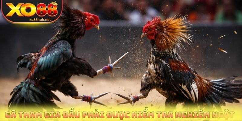 Đá Gà Cựa Sắt Xo88 - Nơi Hội Tụ Những Trận Đấu Đỉnh Cao 2 Gà tham gia đấu phải được kiểm tra nghiêm ngặt