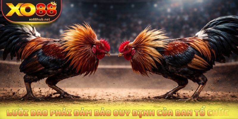 Đá Gà Cựa Dao Trực Tiếp Với Những Trận Đấu Nảy Lửa 3 Lưỡi dao phải đảm bảo quy định của ban tổ chức